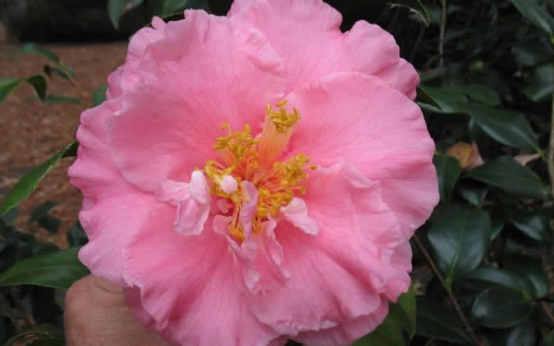 Fashionata Camellia Japonica Photo 1