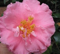 Fashionata Camellia Japonica