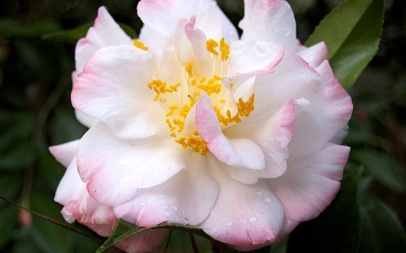 Omega Camellia Japonica - 1 Gallon - Japonica Camellias - Spring Blooming | ToGoGarden