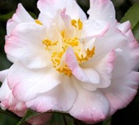 Omega Camellia Japonica