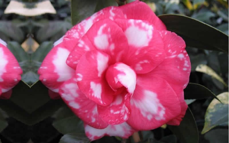 William Forest Bray Camellia Japonica - 1 Gallon - Japonica Camellias - Spring Blooming | ToGoGarden