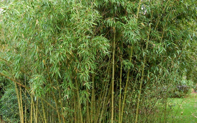 Incense Bamboo Photo 1
