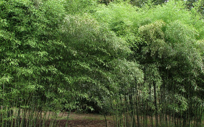 Nude Sheath Bamboo Photo 1