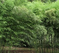 Nude Sheath Bamboo