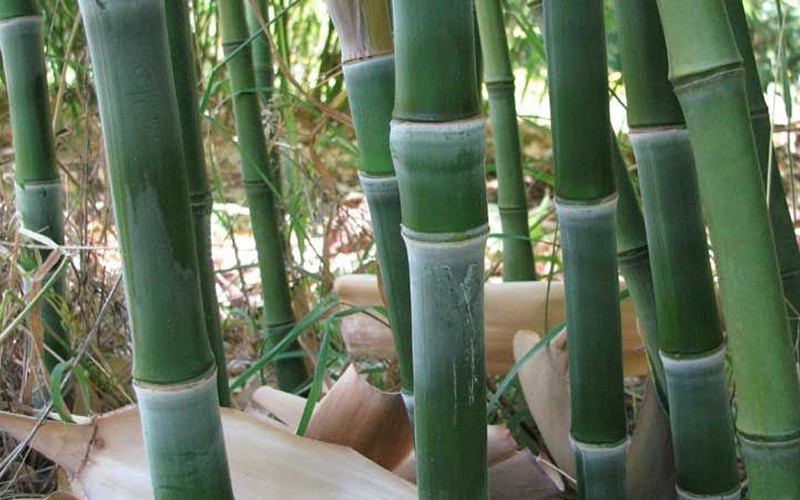Solid Stem Bamboo Photo 1