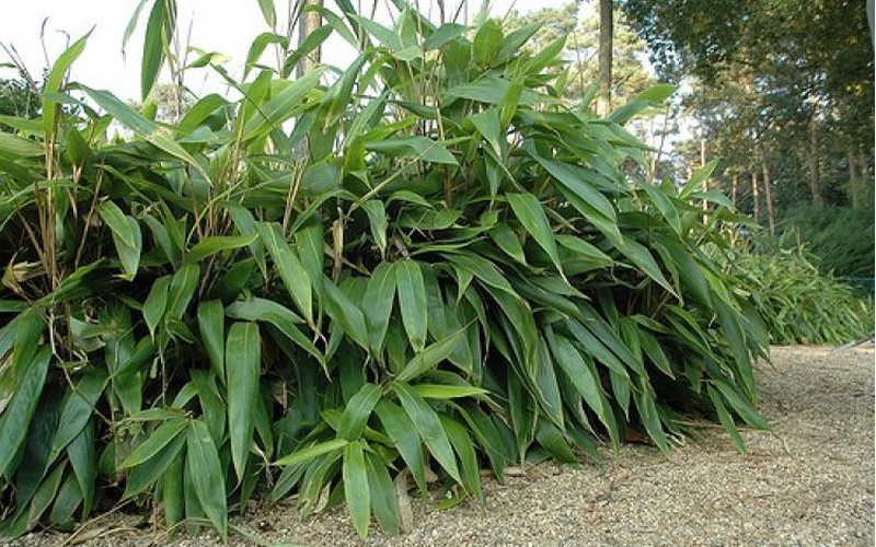 Giant Leaf Bamboo - 3 Gallon - Bamboo Grasses | ToGoGarden