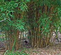 Koi Golden Bamboo