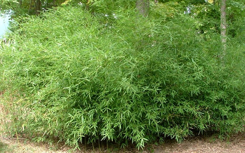 Bamboo Phyllostachys Humilis - 3 Gallon - Bamboo Grasses | ToGoGarden