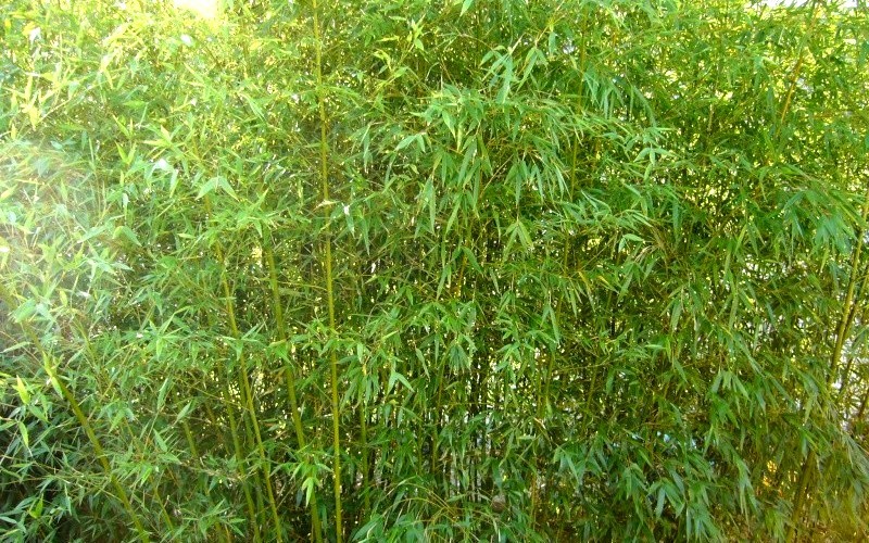 Bamboo Phyllostachys Humilis Photo 2