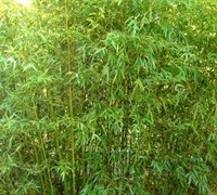 Bamboo Phyllostachys Humilis