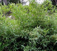 Bamboo Pleioblastus Oleosus 