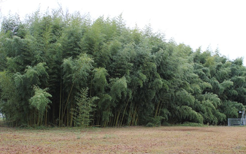 Slender Crookstem Bamboo - 3 Gallon - Bamboo Grasses | ToGoGarden