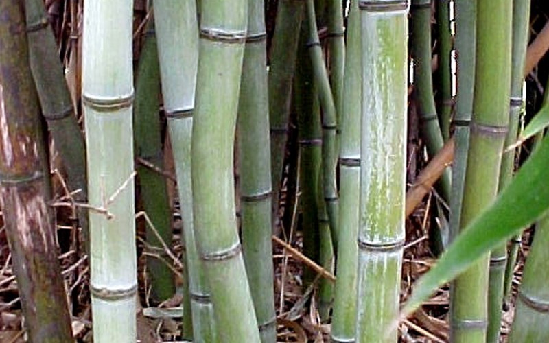 Slender Crookstem Bamboo Photo 2