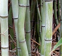 Slender Crookstem Bamboo