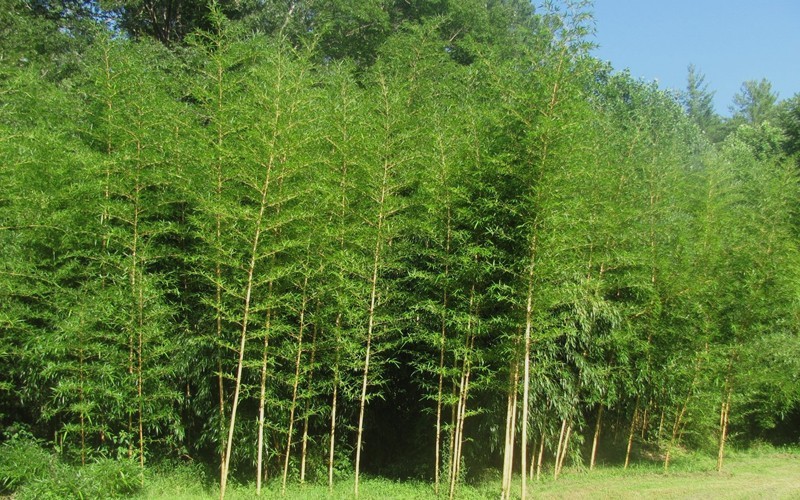 Vivax Giant Timber Bamboo   - 2 GAllon - Bamboo Grasses | ToGoGarden