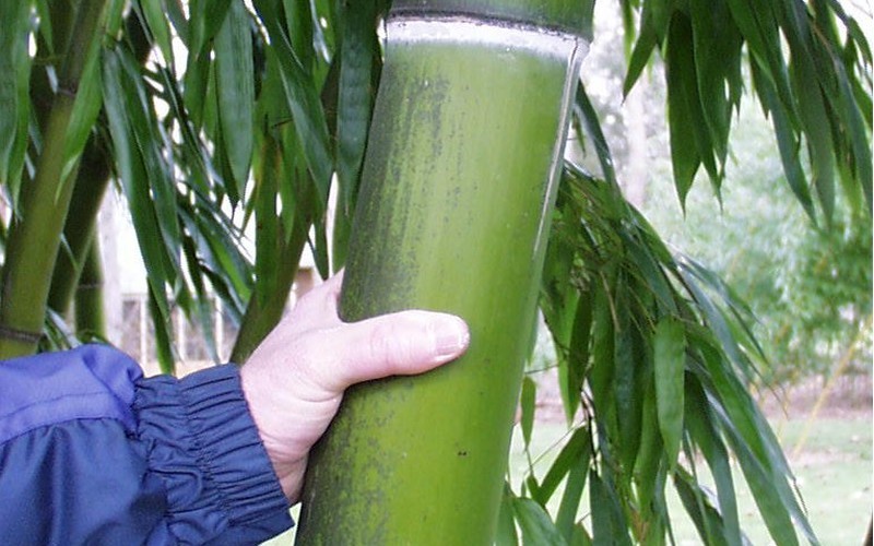 Vivax Giant Timber Bamboo   Photo 2