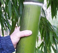 Vivax Giant Timber Bamboo  