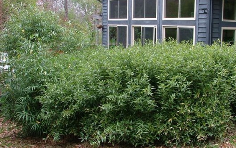 Bamboo Shibataea lancifolia - 2 Gallon - Bamboo Grasses | ToGoGarden