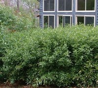 Bamboo Shibataea lancifolia
