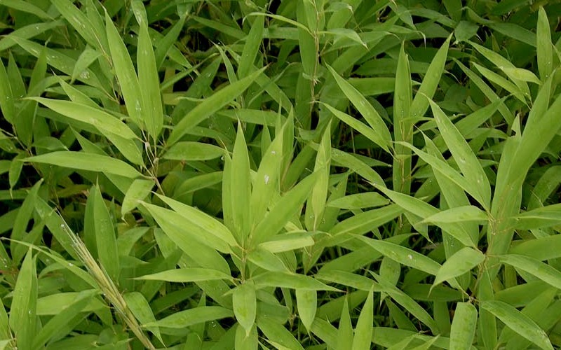 Bamboo Shibataea lancifolia Photo 3