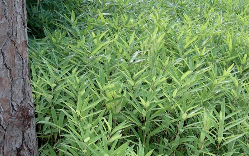 Bamboo Shibataea lancifolia Photo 2