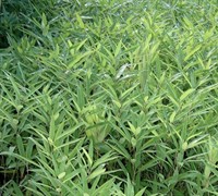 Bamboo Shibataea lancifolia