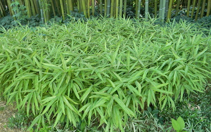 Dwarf Fernleaf Bamboo Photo 3