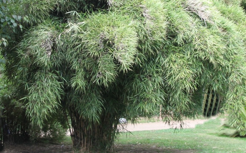 Linearis Narrow Leaf Bamboo Photo 1