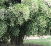 Linearis Narrow Leaf Bamboo