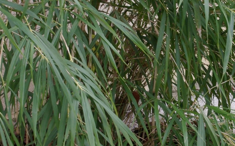 Linearis Narrow Leaf Bamboo Photo 2