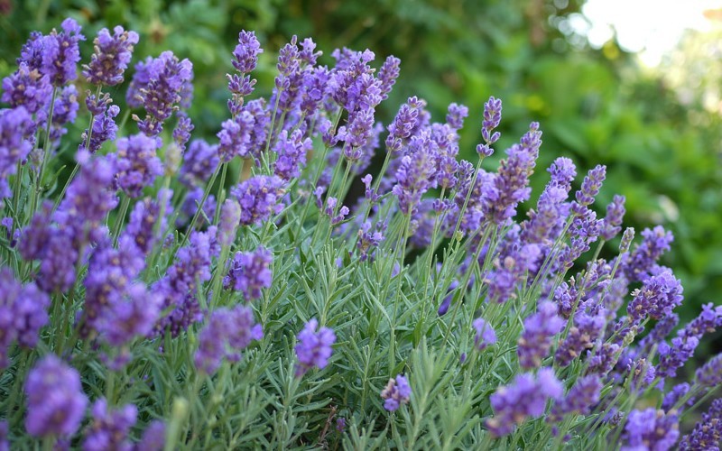 Phenomenal English Lavender - 2.5 Quart - Perennials for Summer Color | ToGoGarden