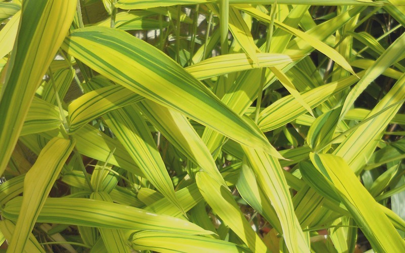 Dwarf Green Stripe Bamboo - 2 Gallon - Bamboo Grasses | ToGoGarden