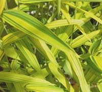 Dwarf Green Stripe Bamboo