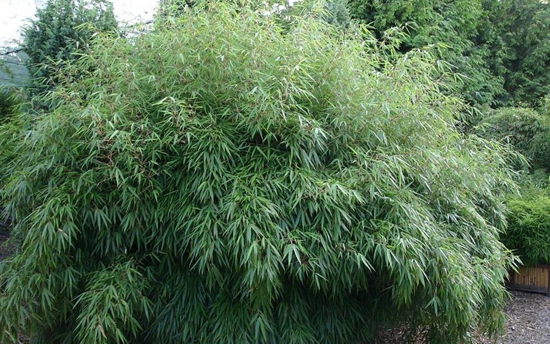 Rufa Dragon's Head Bamboo - 2 Gallon - Bamboo Grasses | ToGoGarden