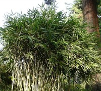 Green Onion Bamboo