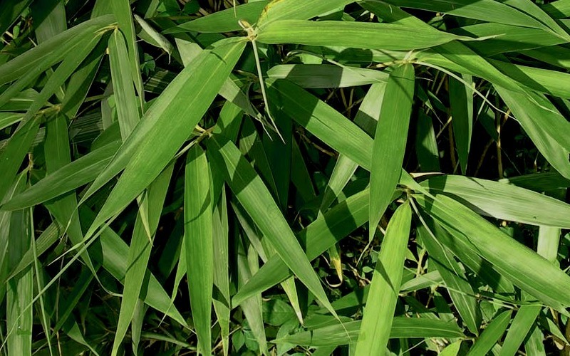 Green Onion Bamboo Photo 3