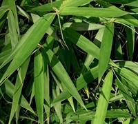 Green Onion Bamboo