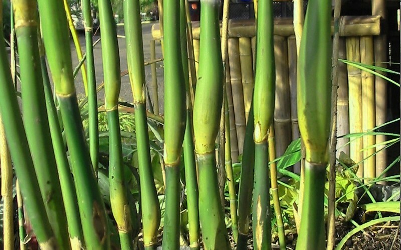 Green Onion Bamboo - 3 Gallon - Bamboo Grasses | ToGoGarden