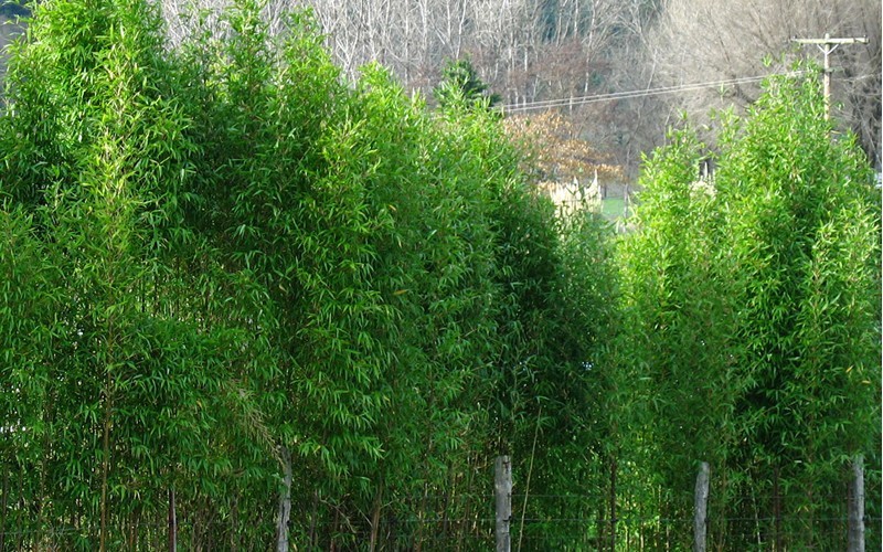 Temple Bamboo Photo 2