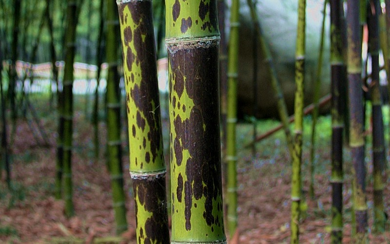 Spotted Leopard Bamboo - 3 Gallon - Bamboo Plants - All | ToGoGarden