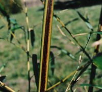 Black Stripe Bamboo