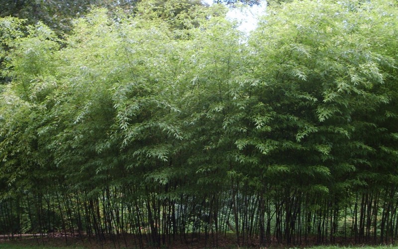 Black Stripe Bamboo Photo 2
