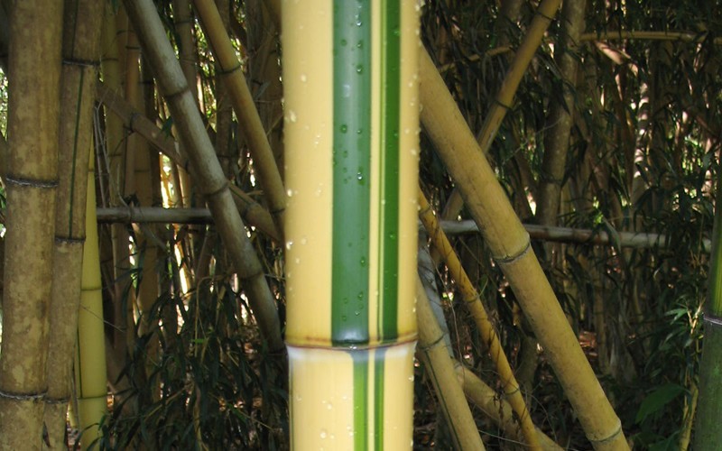 Green Stripe Vivax Giant Timber Bamboo Photo 2