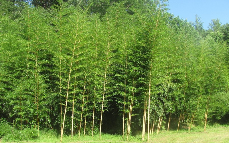 Green Stripe Vivax Giant Timber Bamboo Photo 5