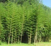 Green Stripe Vivax Giant Timber Bamboo