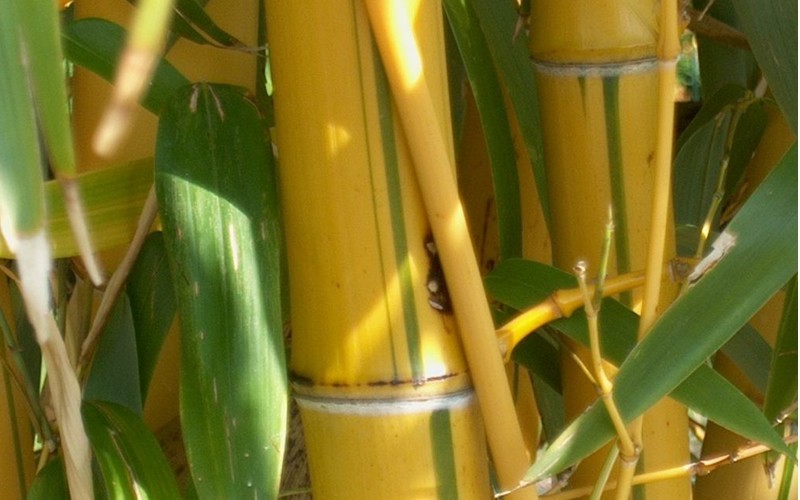 Green Stripe Vivax Giant Timber Bamboo Photo 4