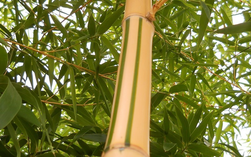 Green Stripe Vivax Giant Timber Bamboo Photo 3