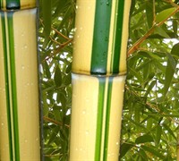 Green Stripe Vivax Giant Timber Bamboo