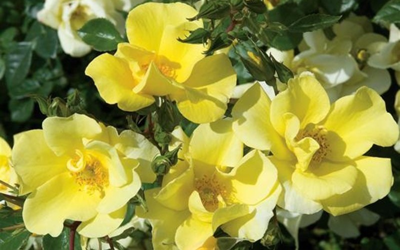 Thrive Lemon Rose - 1 Gallon - Roses - All | ToGoGarden