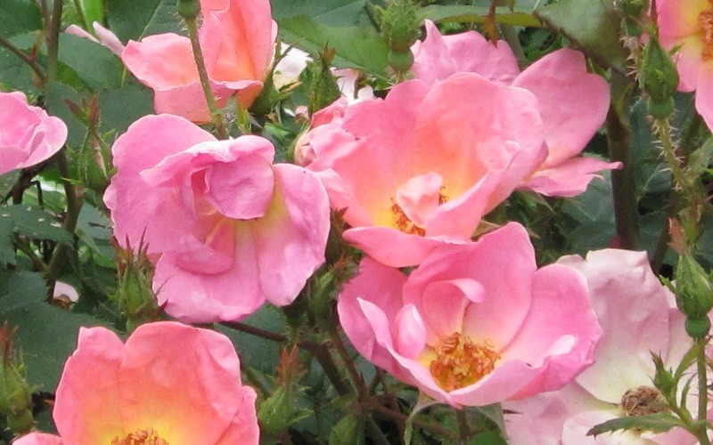Rainbow Knock Out Rose Photo 2
